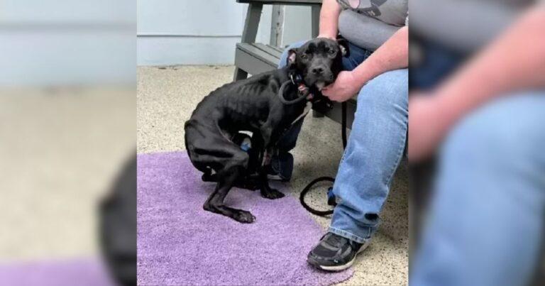 Weak Stray Pup Transforms Into A Joyful Dog With A Little Love And Care