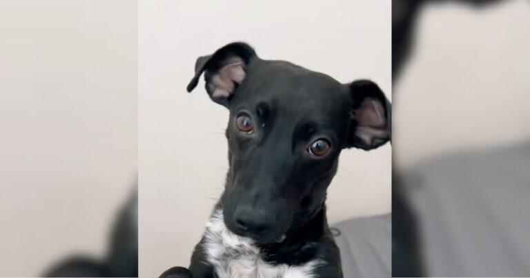 What This Woman Learned After Rescuing A Stray Dog Was A Costly Surprise