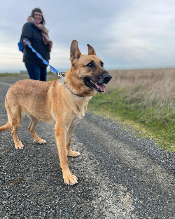 beautiful annie on a day out of the kennel beautiful annie on a day out of the kennel