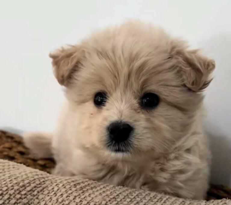 beautiful fluffly pup beautiful fluffly pup