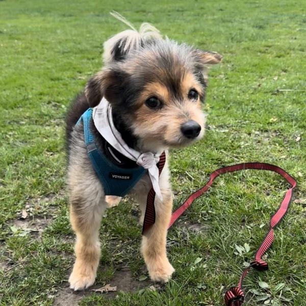 beautiful pup with unique mix beautiful pup with unique mix