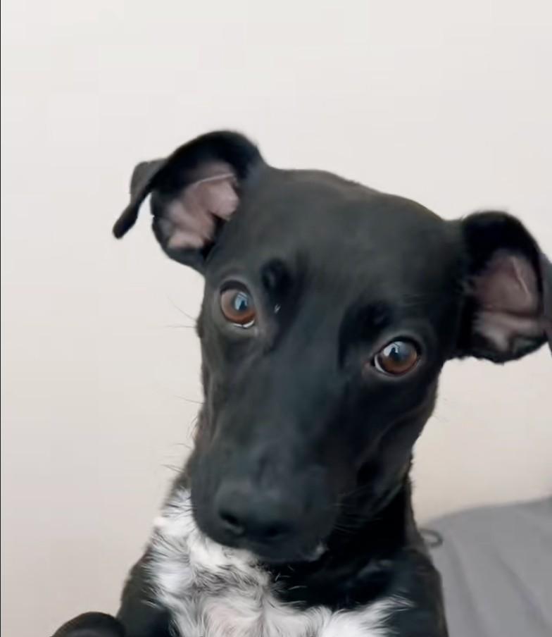 black dog after rescue black dog after rescue