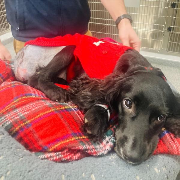 black spaniel lying at the vet