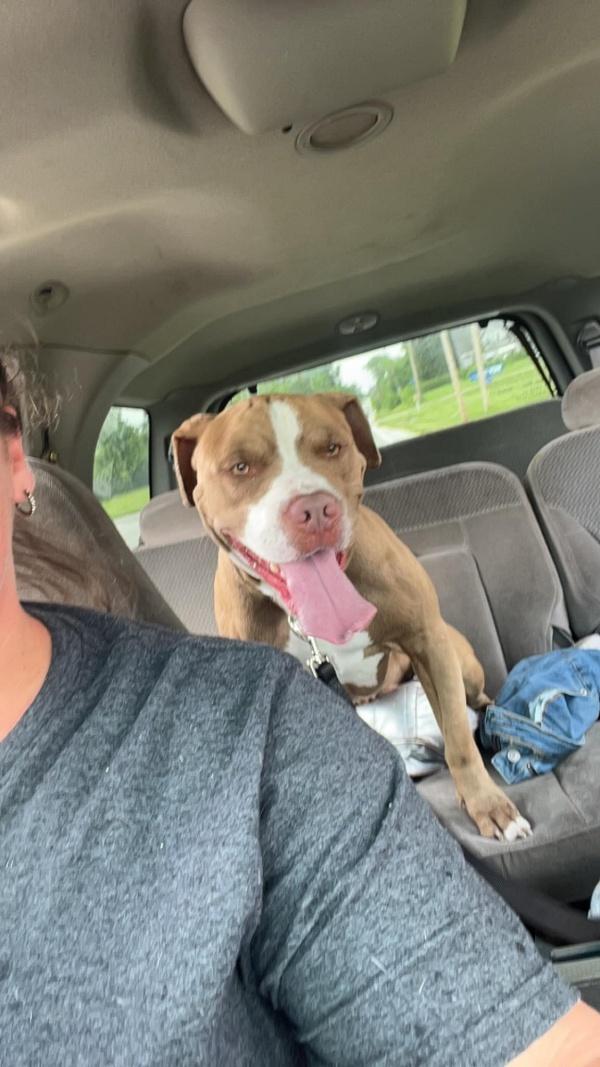 bringing loki back home