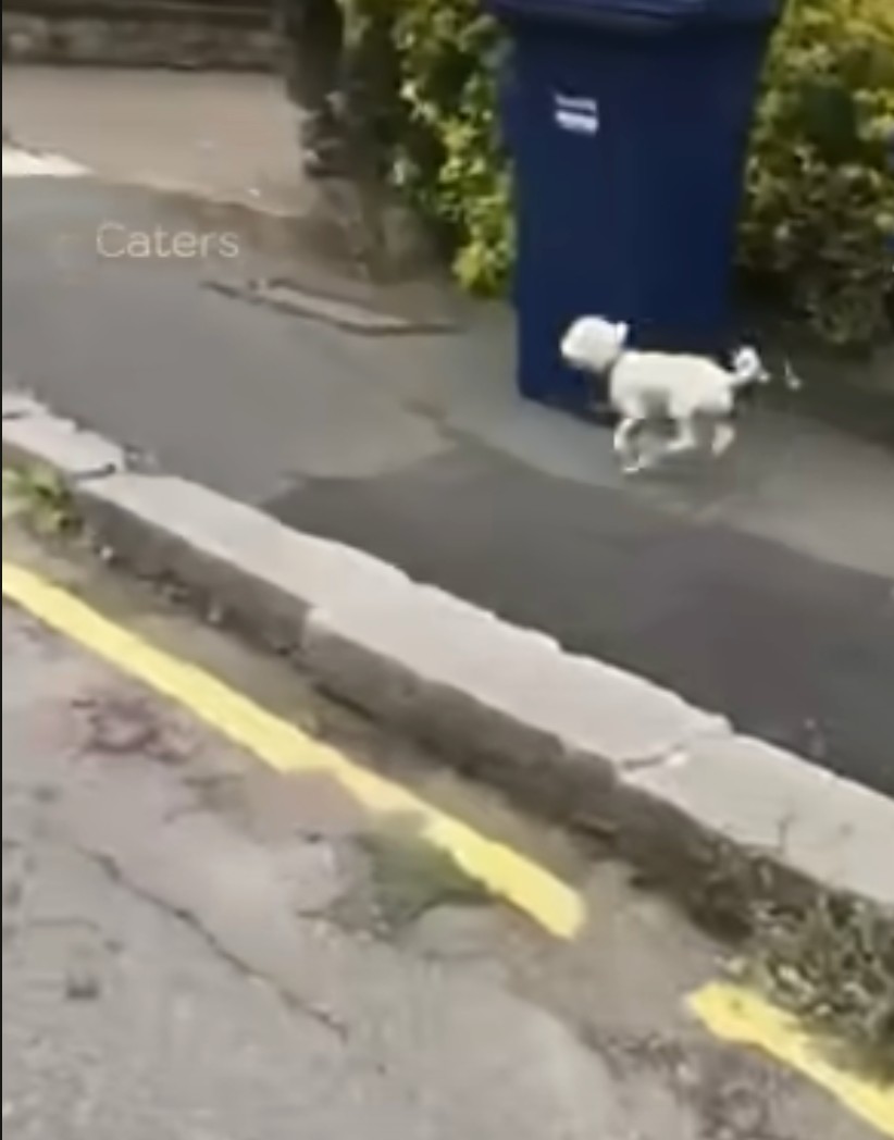 chasing the pup chasing the pup