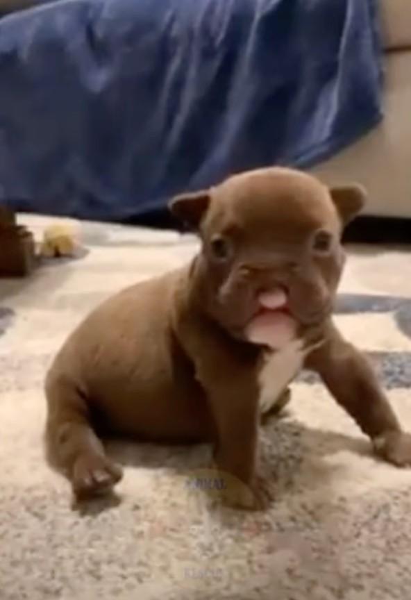cleft lip pup growing strong cleft lip pup growing strong