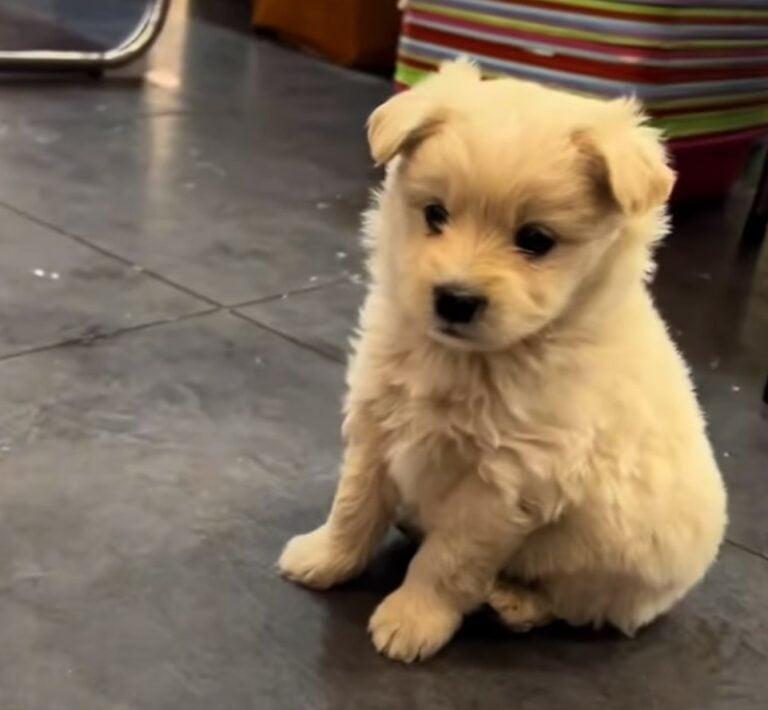cute brown pup cute brown pup