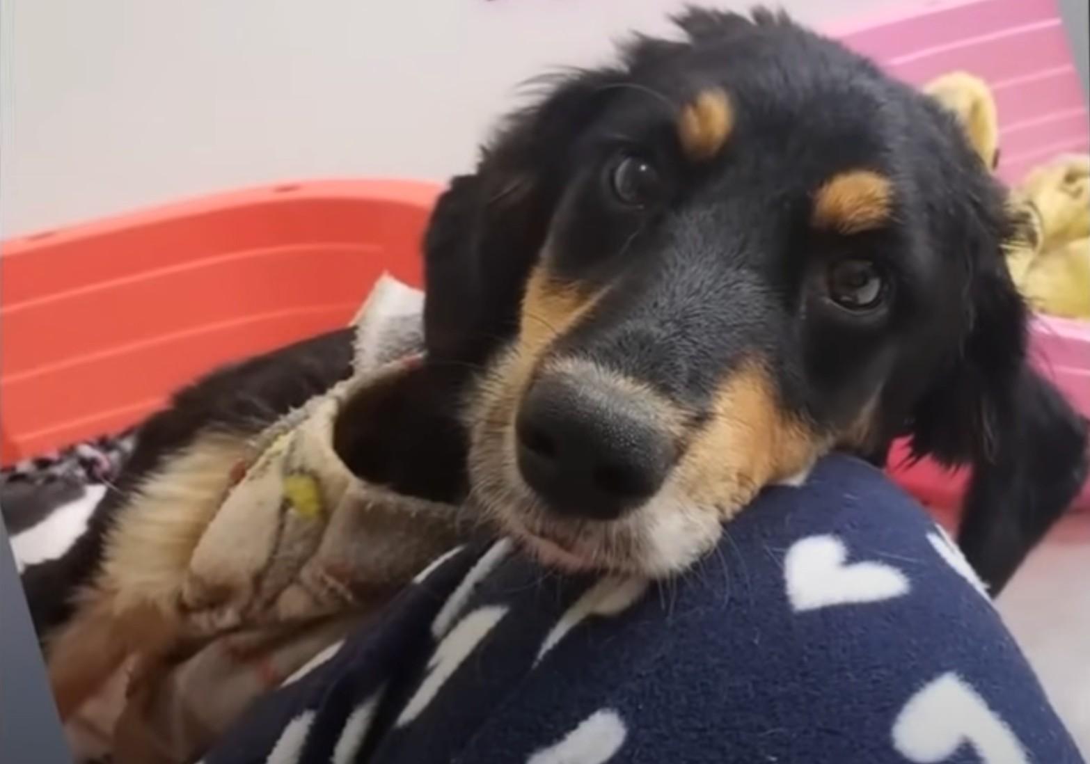 cute dog cuddling