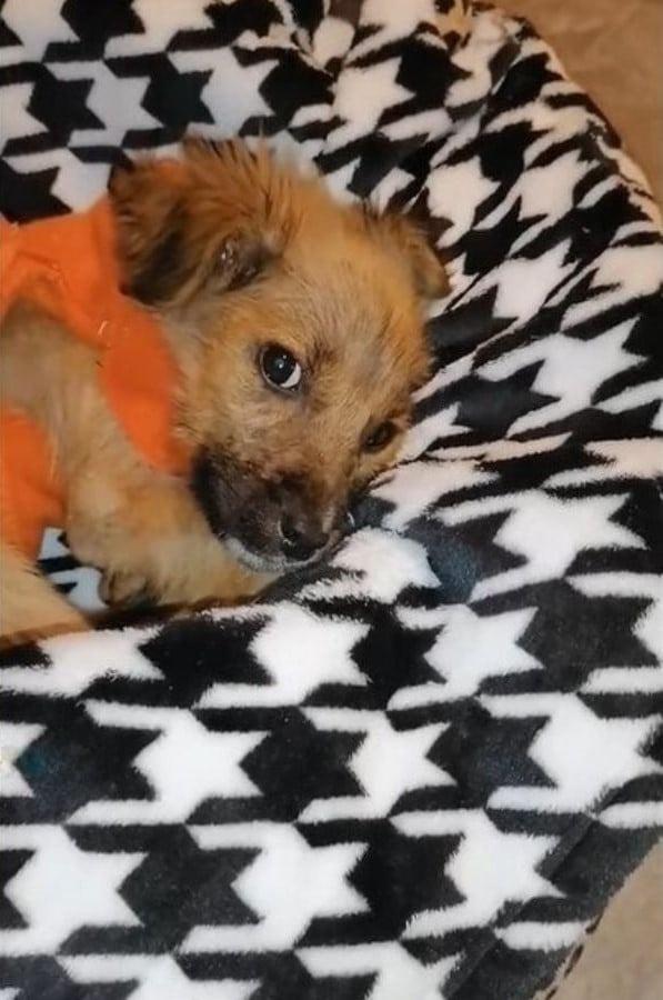 cute pup lying after rescue cute pup lying after rescue