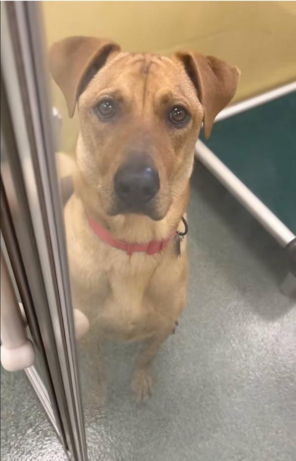 depressed dog in shelter