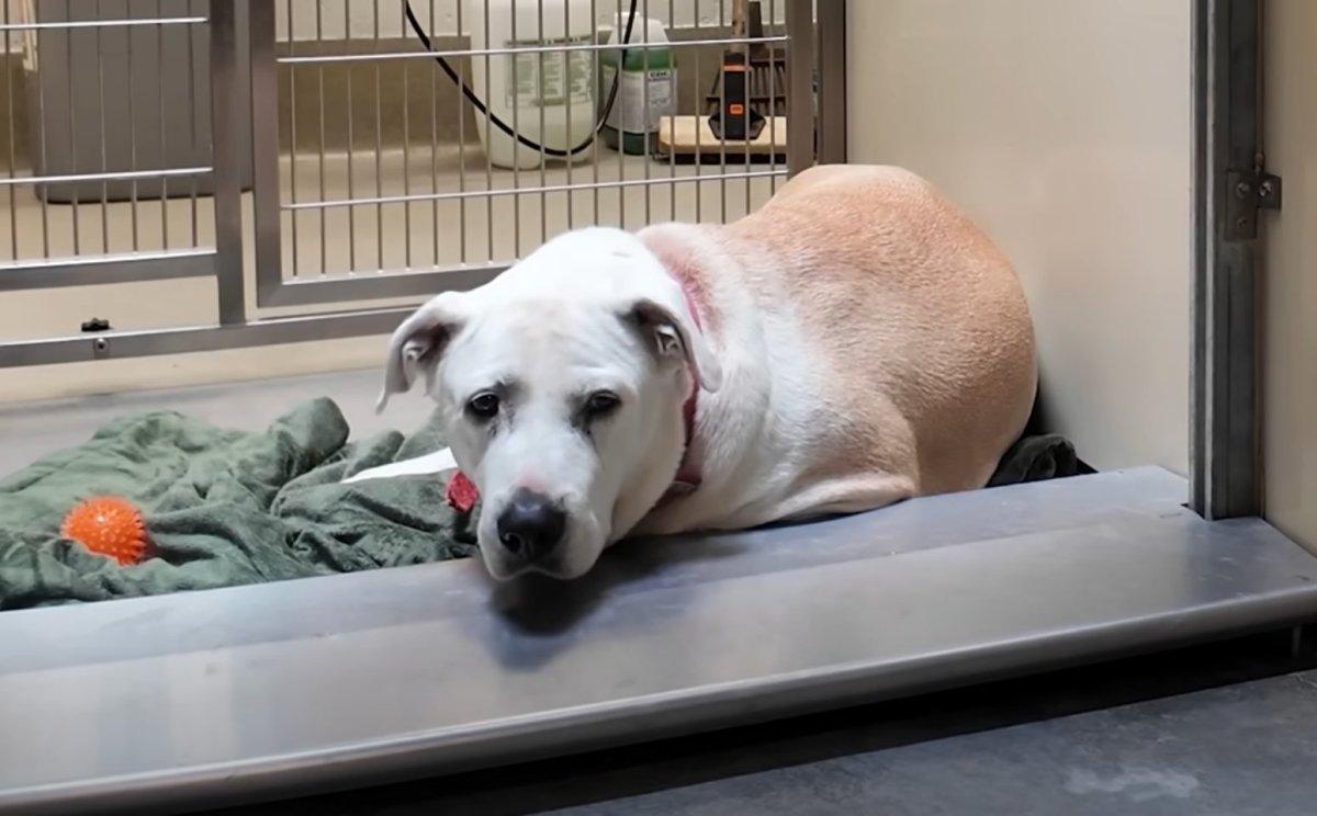 depressed white shelter dog depressed white shelter dog