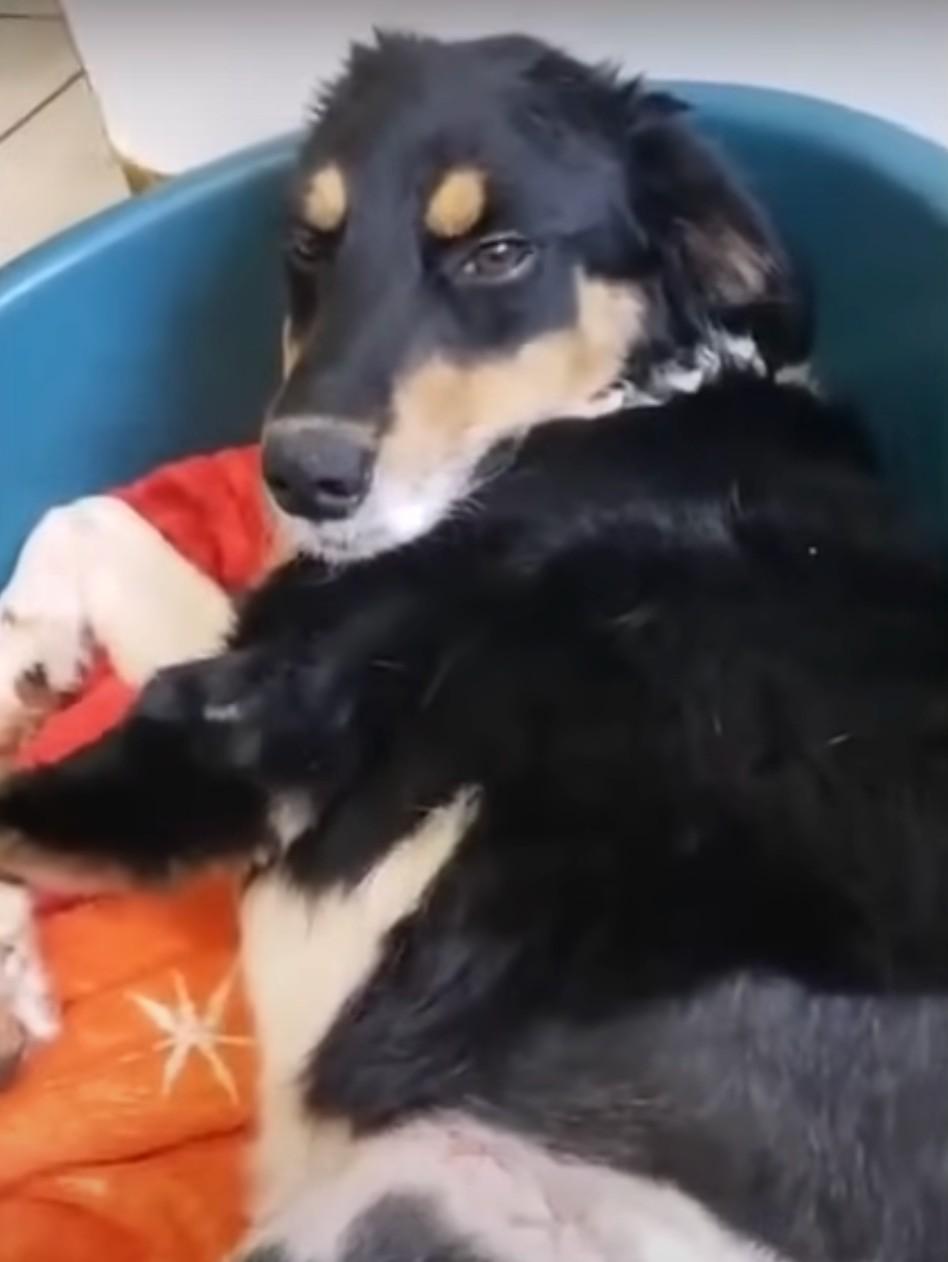 dog after rescue at the vet
