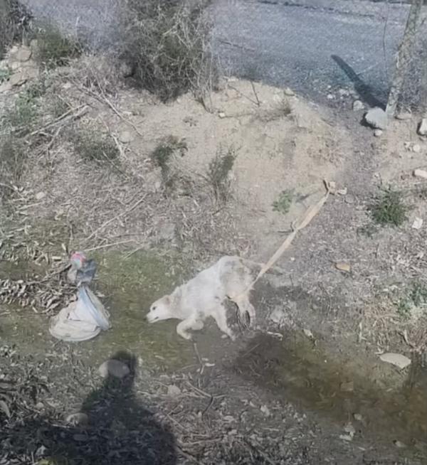 dog found lying in a ditch