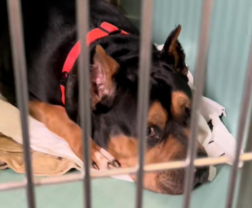 dog in kennel waiting for his dad dog in kennel waiting for his dad