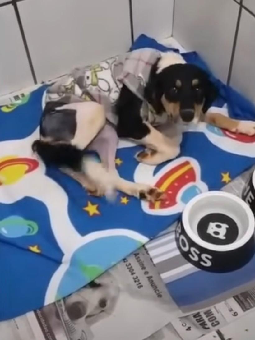 dog lying on a colorfull carpet
