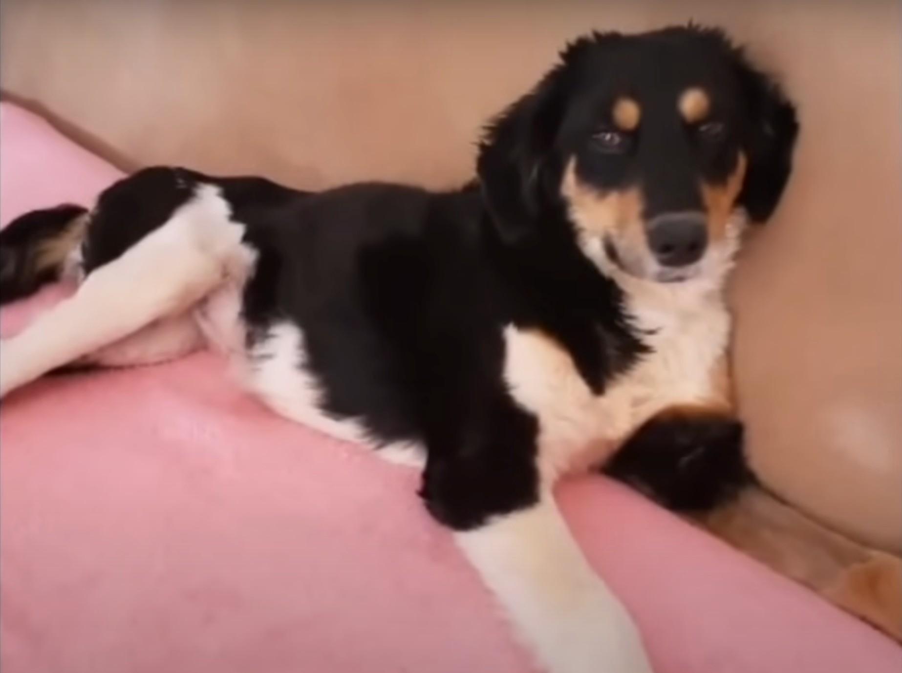 dog on pink carpet