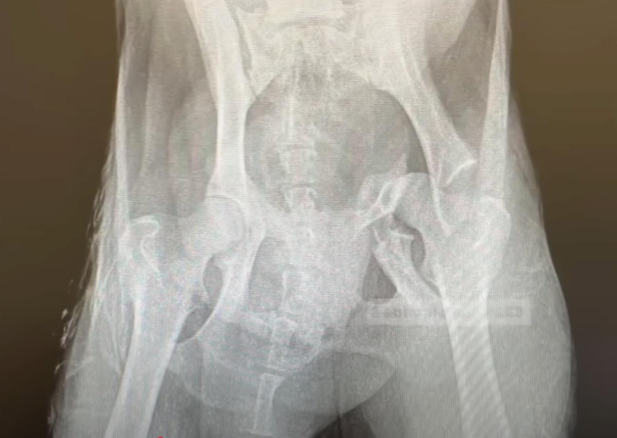 dog pelvis xray