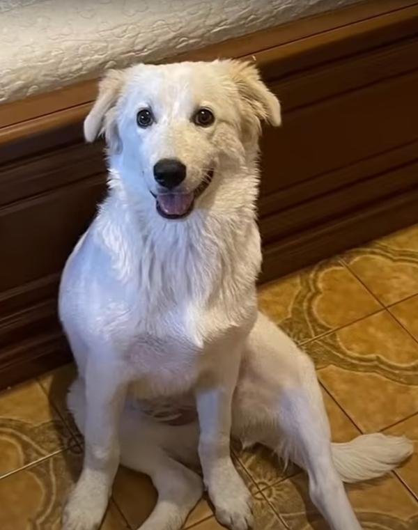 dog sitting properly after surgery