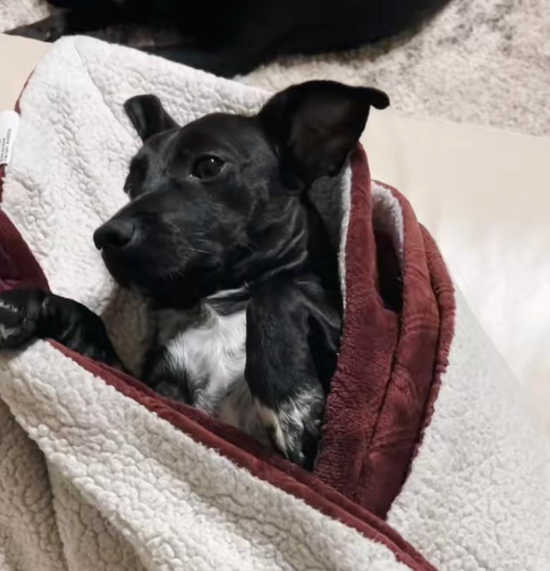 dog wrapped in a blanket dog wrapped in a blanket