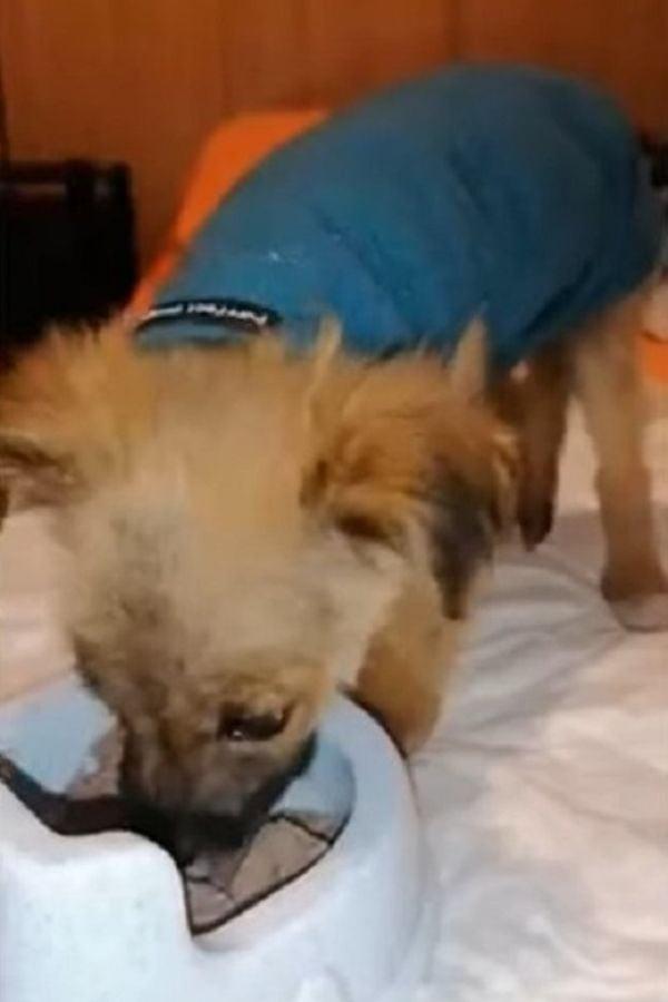 eating after rescue eating after rescue