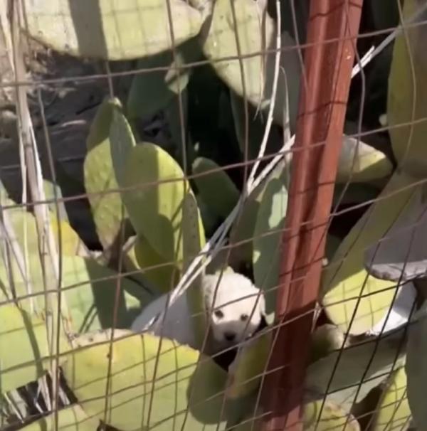 finding a pup in the bush