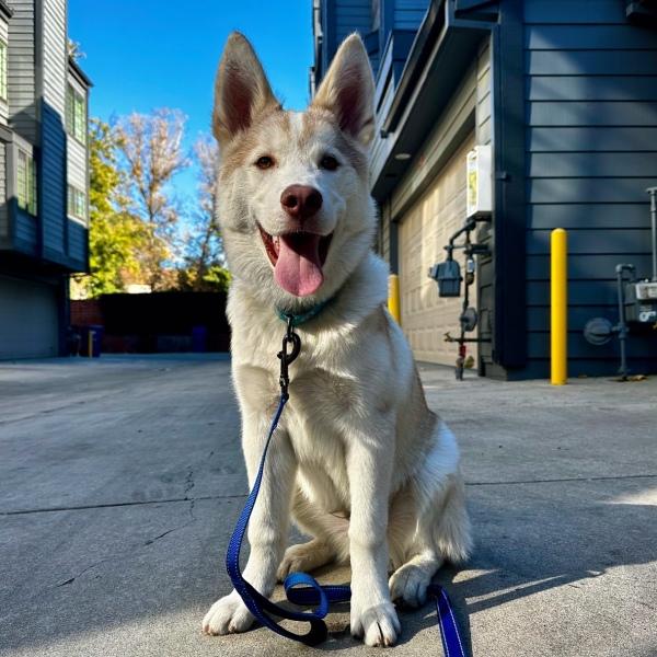 happy husky in the street happy husky in the street