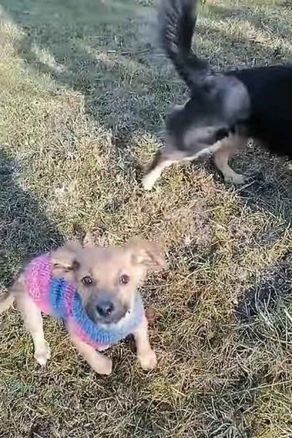 happy pup playing with other dogs happy pup playing with other dogs