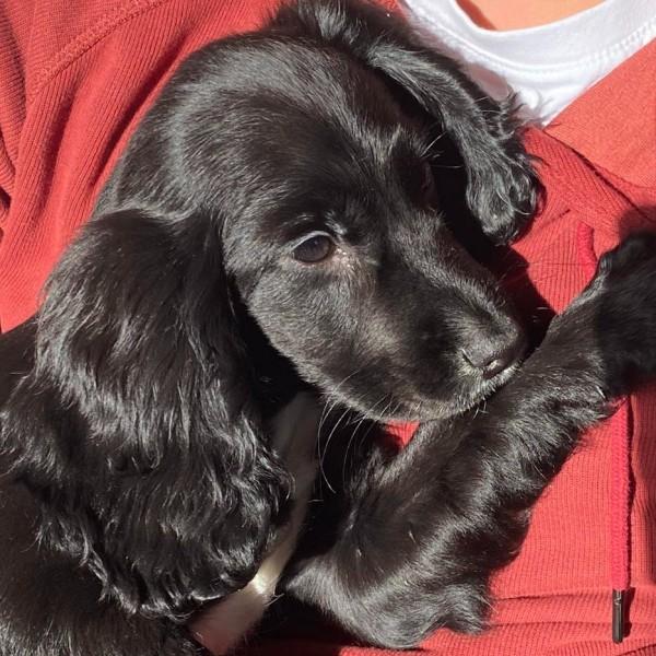holding a black spaniel pup holding a black spaniel pup