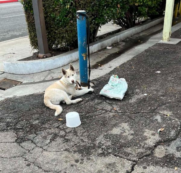 husky tied to fence husky tied to fence