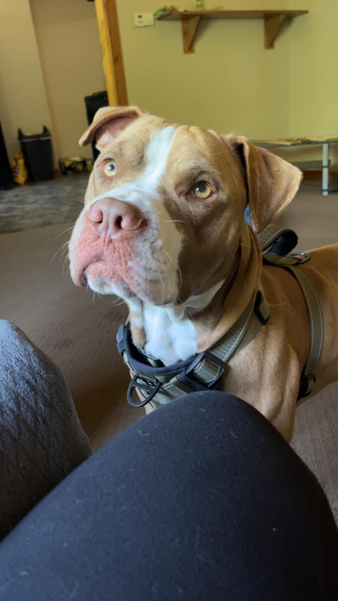 loki finally at home