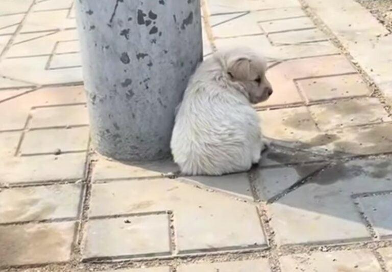 lonely pup in the street lonely pup in the street