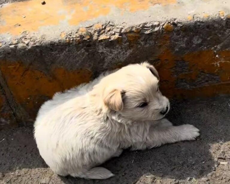 lonely pup lying on the street lonely pup lying on the street