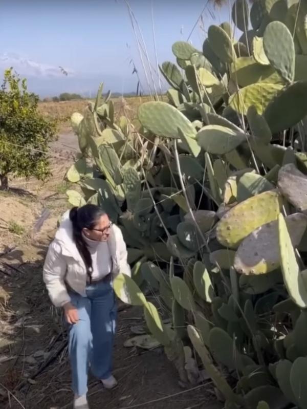 looking for the lost pups