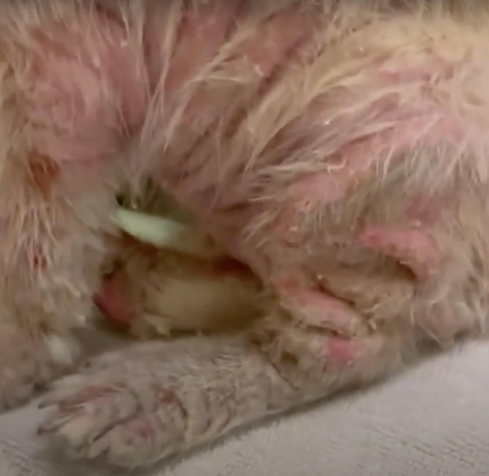 mange on pup paws mange on pup paws