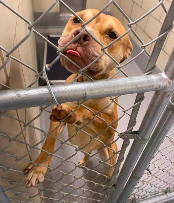 pittie in a kennel in shelter pittie in a kennel in shelter