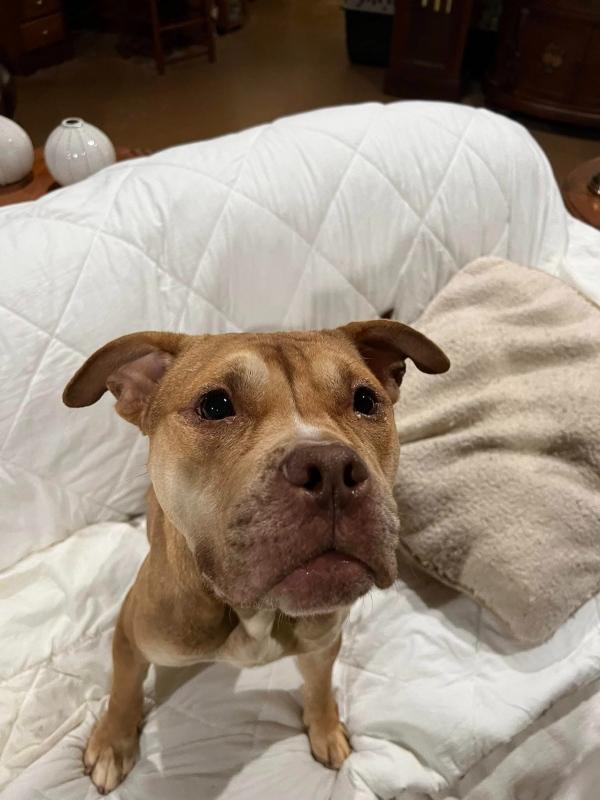 pittie on couch pittie on couch