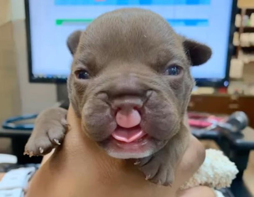 pittie with cleft lip pittie with cleft lip