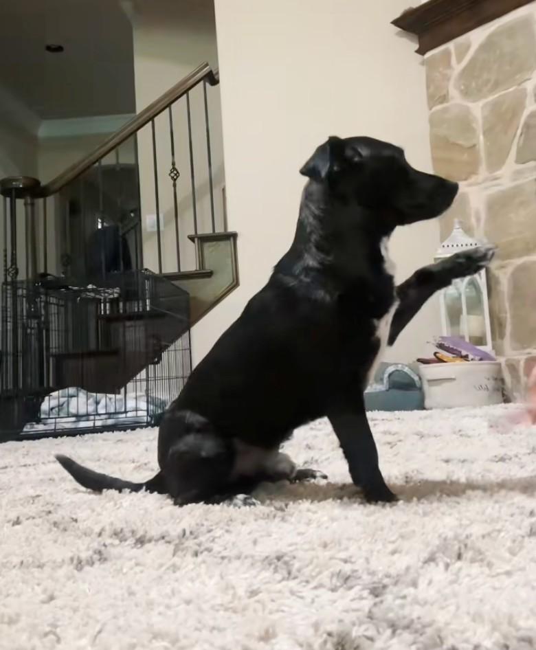 playing dog playing dog