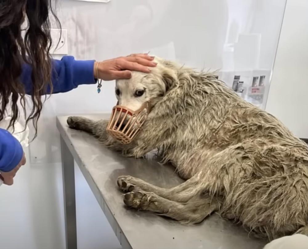 rescued dog at the vet