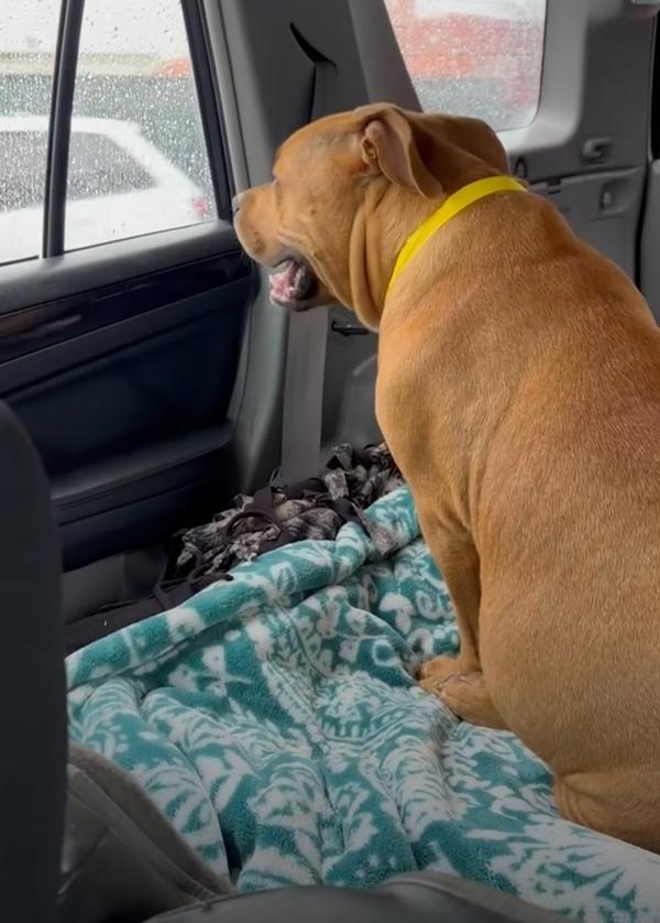 rescuing the pregnant pittie