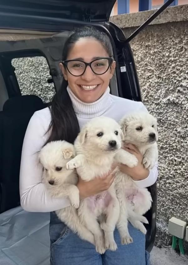 rescuing the three puppies