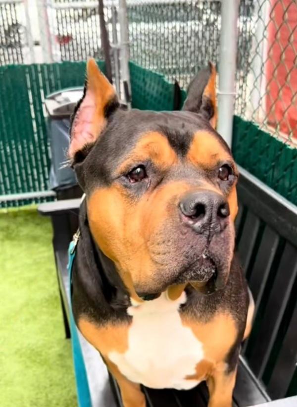 sad pup waiting for his owner in kennel sad pup waiting for his owner in kennel