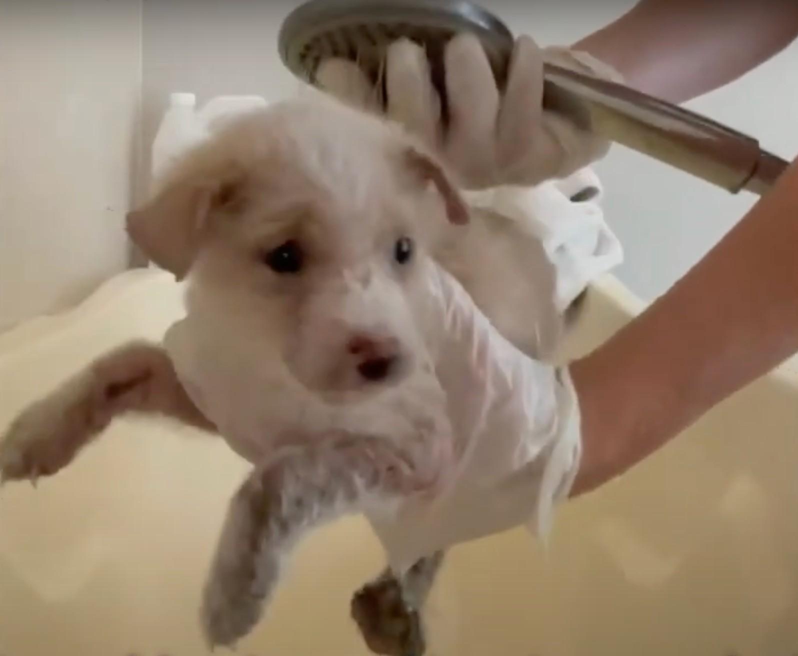 showering the tiny pup showering the tiny pup
