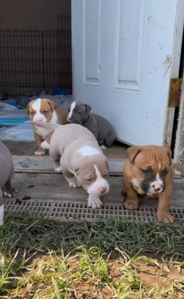 the baby pitties after a few weeks