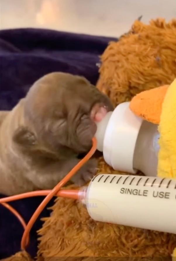 tiny newborn pup drinking milk from a seringe tiny newborn pup drinking milk from a seringe