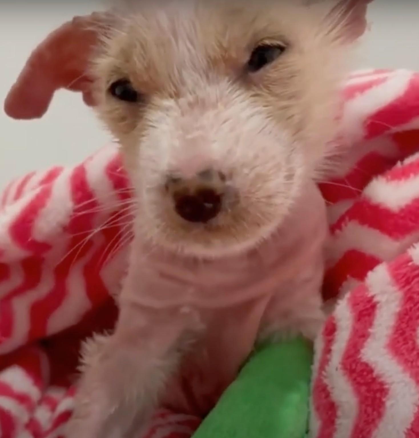 tiny white pup in wrapped in red blanket tiny white pup in wrapped in red blanket