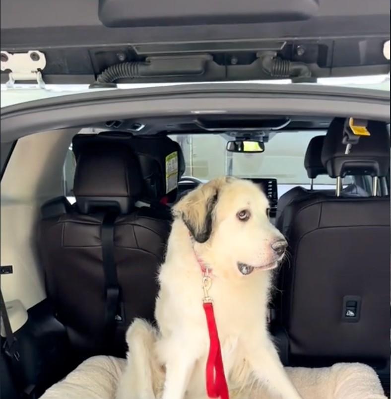 white dog in car white dog in car