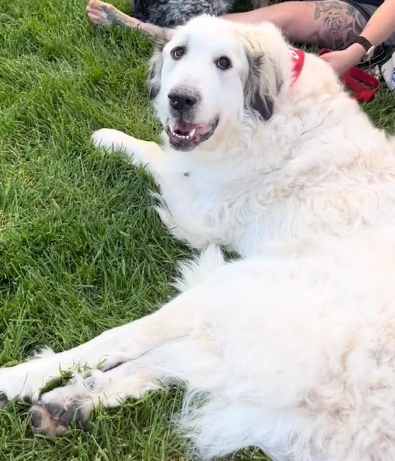 white dog lying on grass white dog lying on grass