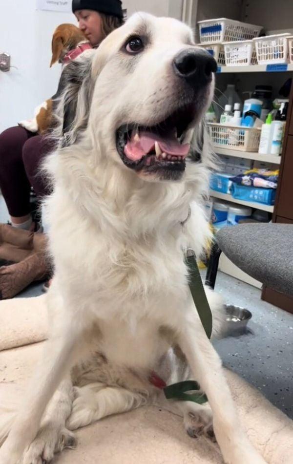 white dog waiting at the vet white dog waiting at the vet