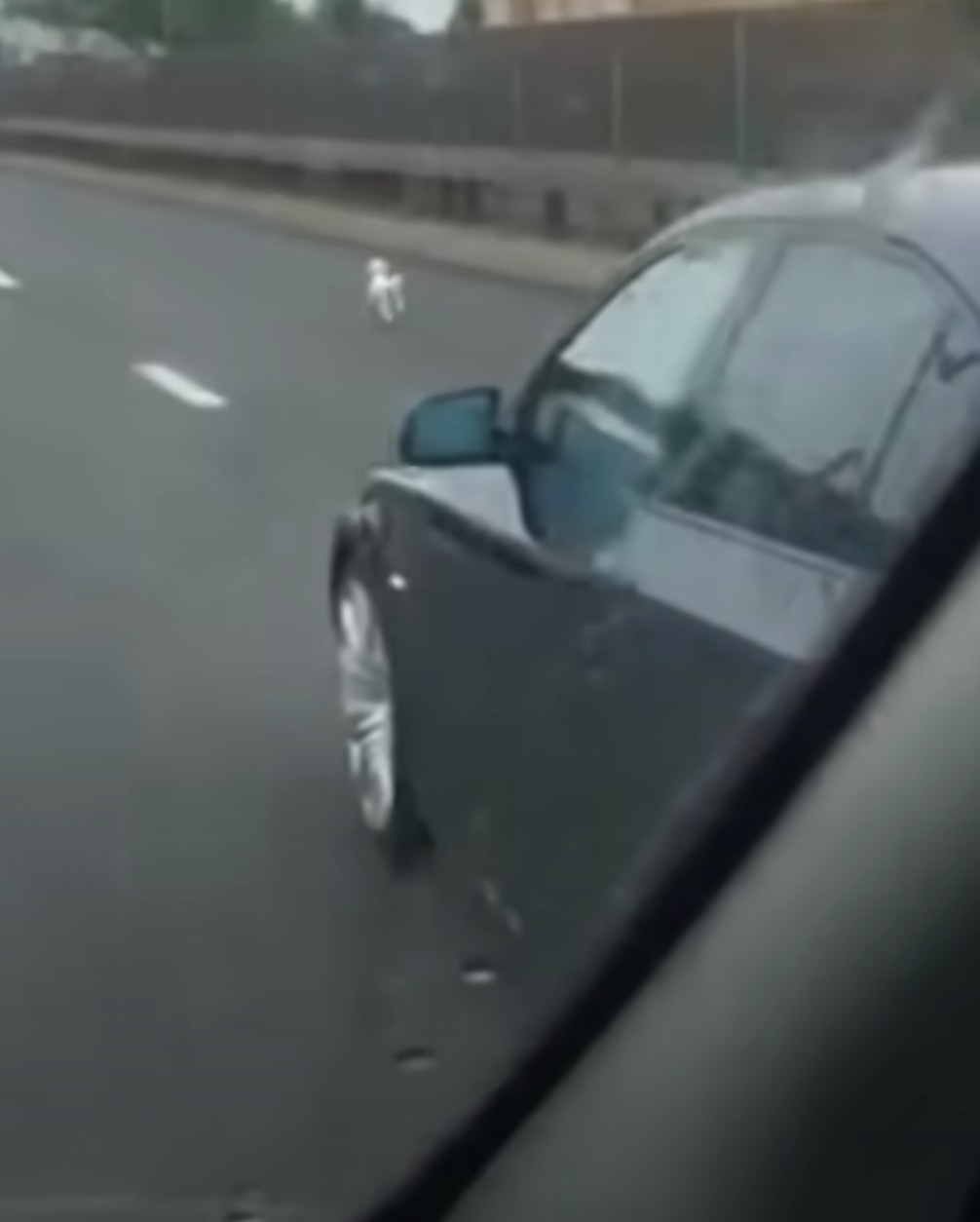 white pup running on the highway white pup running on the highway